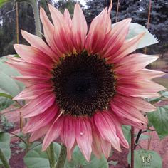 a large pink sunflower with green leaves in the foreground and trees in the background