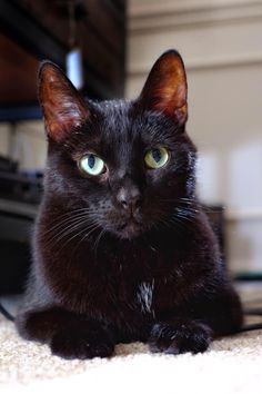 a black cat with green eyes laying on the floor