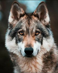 a wolf looking at the camera with an intense look on his face