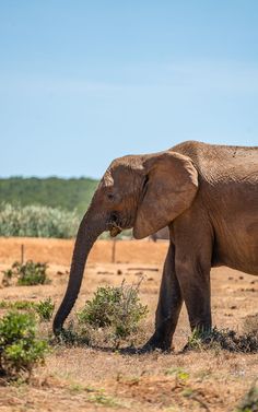 an elephant standing in the middle of a dirt field with trees and bushes behind it