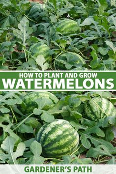 watermelon growing in the garden with text overlay how to plant and grow watermelons