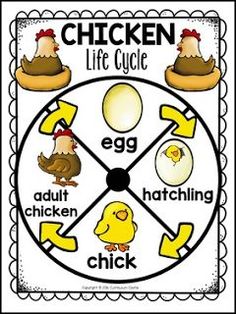 a chicken life cycle with eggs and hatching chicks