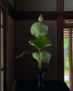 a large green plant sitting in a black vase on top of a table next to a window