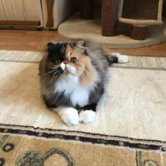 a fluffy cat is sitting on the floor in front of a carpeted area and looking at the camera