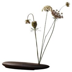 three dried flowers in a vase on a white background