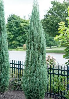 three tall green trees in front of a black fence