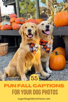 two golden retriever dogs sitting next to pumpkins with the caption fun fall captions for your dog photos