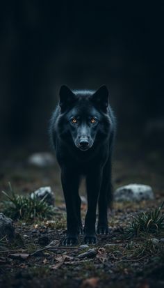 a black wolf standing on top of a forest floor