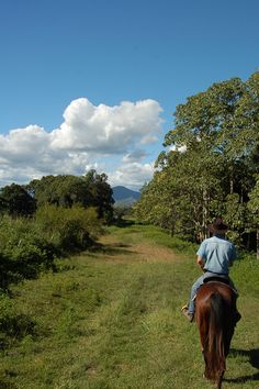 a man riding on the back of a brown horse down a lush green forest covered hillside