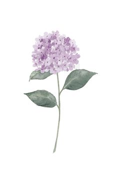 "This set of 3 hydrangea watercolor painting prints which are from my original watercolor paintings. Please choose the sizes from the drop menu. There are standard inches sizes and A-sizes also. Custom sizes are available too, please contact me for a quotation. Each print is giclee print with Epson Ultra Chrome pigment inks on archival acid- and lignin-free Fine Art Paper, which gives the vibrant colors and meets the most exacting requirements for age resistance. The print looks very much like a Purple Hydrangea, Hydrangea Artwork, Hydrangea Wall Art, Watercolor Hydrangea, Hydrangea Painting, Hydrangea Purple, Pink Hydrangea, Plant Painting, Printable Art Prints