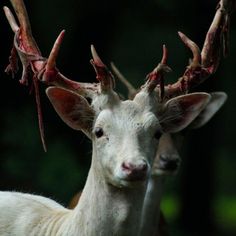 two white deer with red antlers standing next to each other