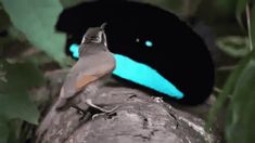 a bird sitting on top of a tree branch with blue light coming from its eyes