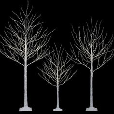 three white trees with no leaves on them