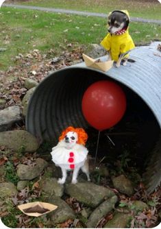 two dogs dressed up as clowns in a barrel with a red balloon on the ground