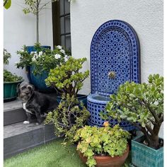 a black and white dog sitting next to potted plants