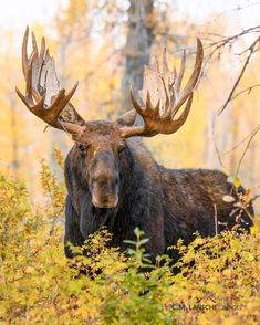 an adult moose with large antlers standing in the woods