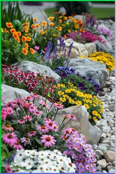 colorful flowers and rocks in a garden