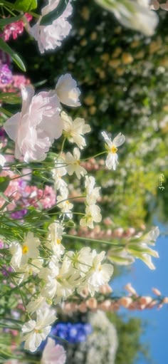 some white and pink flowers are in the grass