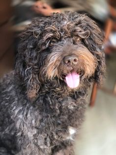 a close up of a dog with its tongue out