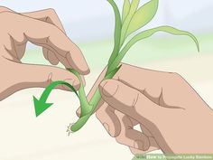 two hands are holding a plant with green stems in it and pointing to the right