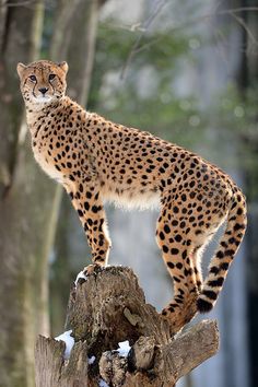 a cheetah standing on top of a tree stump