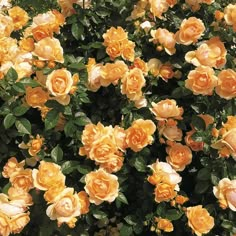 yellow roses are blooming in the garden