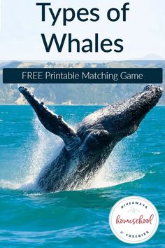 a whale jumping out of the water with text that reads types of whales free printable matching game