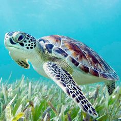 a sea turtle swimming in the ocean with grass and blue sky behind it's head