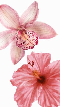 two pink flowers on a white background with one flower in the foreground and the other behind it