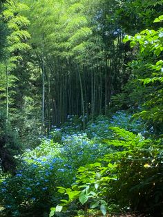 the woods are full of green and blue flowers