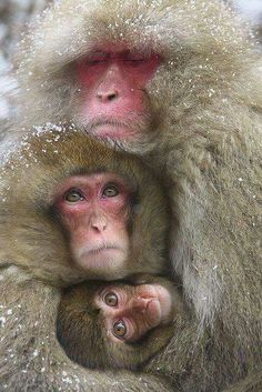 two monkeys are cuddling together in the snow, one is looking at the camera