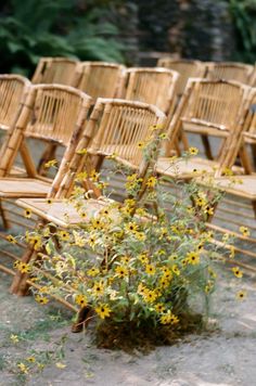 a bunch of wooden chairs sitting next to each other on top of a dirt field