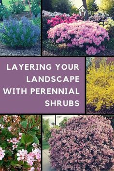 several different types of shrubs with the words layering your landscape with perennial shrubs