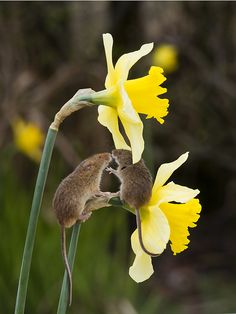 a mouse sitting on top of a yellow flower