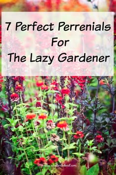 red flowers with the words 7 perfect perennials for the lazy gardener