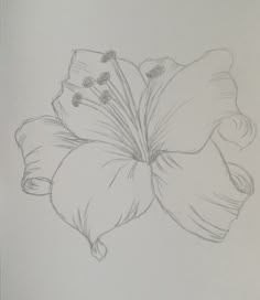 a pencil drawing of a flower on a sheet of paper