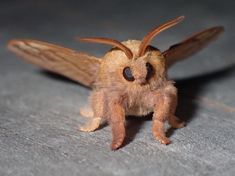 a close up of a small brown insect on a floor with it's eyes open