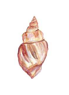 a watercolor painting of a shell on a white background