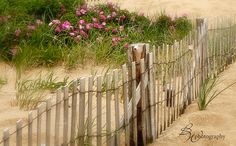 a wooden fence on the beach with pink flowers in the sand and grass behind it