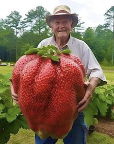 an older man holding up a giant strawberry