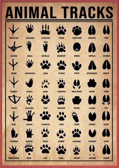 an animal tracks poster with different types of paws