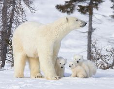 an adult polar bear with two cubs on the snow covered ground in front of some trees