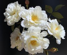 some white flowers are in a glass vase