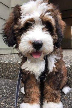 a small brown and white dog sitting on the ground