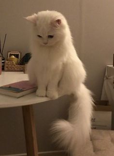 a white cat sitting on top of a table