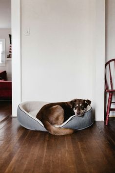 A wooden floor means elegance and timelessness, but also responsibility when it comes to its care. It is not only an interior feature, but also an investment that, if properly cared for, can last for decades. Find out how to effectively care for your wooden floor to preserve its charm and durability for years to come. Best Flooring, Brown Dog, Dog Health, Pet Beds, Dog Supplies, Pet Bed, Dog Pictures, Pitbull, Large Dogs