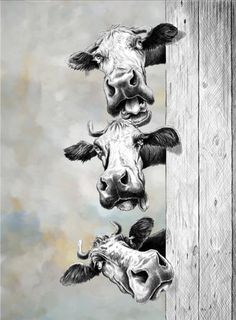 three cows sticking their heads over a wooden fence with one looking down at the camera