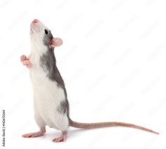 a gray and white rat standing on its hind legs