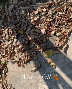 a pile of leaves sitting on top of a sidewalk