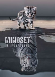 a small kitten walking across a wet floor next to a poster with the words mindset is everything